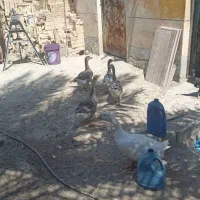 اردک سرحال او بزرگ