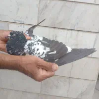 تهرانی|پرنده|اصفهان, لاله|دیوار