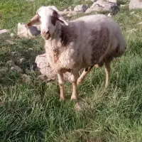 قوچ|عمده‌فروشی|شیروان (لرستان), |دیوار