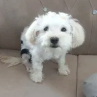 سگ پاپی