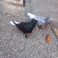عروسک
