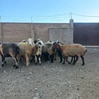 میش آبستن