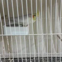 عروس هلندی لوتیتو