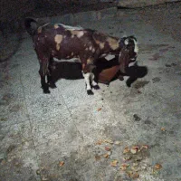 بز تک شاخ