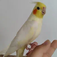 عروس هلندی نر دستی ۱۰ ماهه