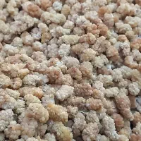خریدار توت خشک