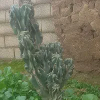 دو عدد گل  « خانواده کاکتوس» قیمت توافقی