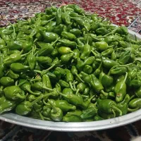 فلفل شیرین