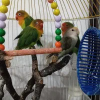 4عددطوطی برزیلی