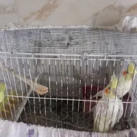 عروس هلندی
