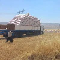 خرید وفروش کاه (یونجه)بصورت عمده ارسال ب سراسر کش