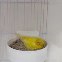 قناری ماده طلایی