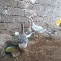 4 تا غاز|حیوانات مزرعه|زاهدان, |دیوار