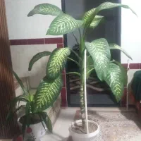 گل و گیاه