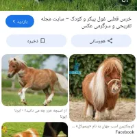 اسب پیدا شده