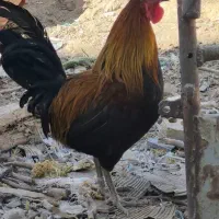 یک عدد خروس لری اصیل