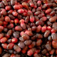 دستگاه خشک کن خرما