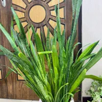 فروش سانسوریا و یوکا با گلدان