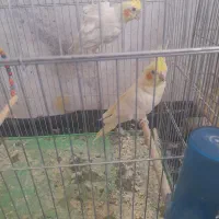 عروس هلندی