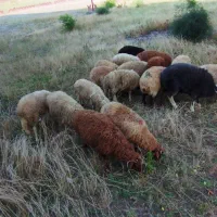 گوسفند بره نر ماده