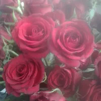 گل رز قرمز شاخه ای