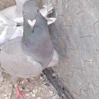قیمت مناسب