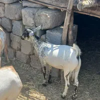 کهره چپشت چاق