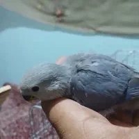 کوتوله برزیلی وعروس هلندی