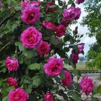 گل محمدی تازه خشک شده