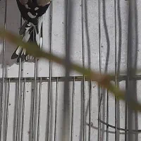 سحره ماده