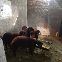بره نر گوشتی