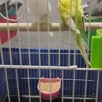 فروش جفت مرغ عشق