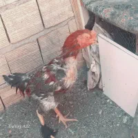 خروس چابهاری اصل