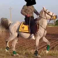 اسب|اسب و تجهیزات اسب‌سواری|اقبالیه, |دیوار