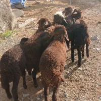 بره نر|حیوانات مزرعه|ملکان, |دیوار