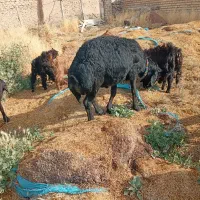 قوچ قزل جوان و سالم