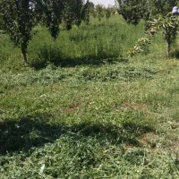 یونجه|لوازم جانبی حیوانات|چهاربرج, |دیوار