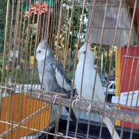 عروس هلندی