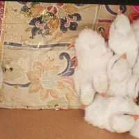فروش جوجه مرغ شاخدار