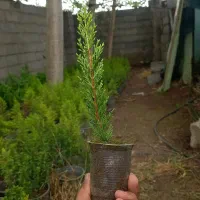 لاوسون نشایی نشائی نشا