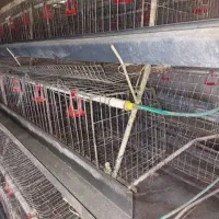 قفس مرغ تخمگذار استوک قیمت پایین