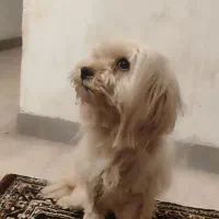سـگ|سگ|دهدشت, |دیوار