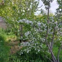 زمین باغ معاوضه با خانه