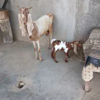 سلام دوعدد بز افغانی کهره دار