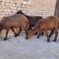 بره نر