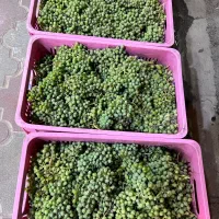 قوره  آبغوره  بادوم تازه