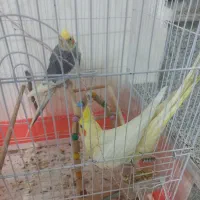 جفت عروس