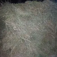 یونجه چین اول کنگرلو