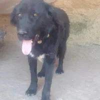 سگ گله ادمی سفت قدرجونی  جانوری