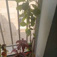گل های زیبا و سرحال